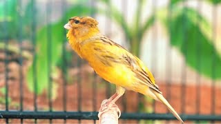 Canary singing  Most Spectacular Video TrainingMake your canary singing like champion [upl. by Brigham471]