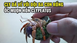 Cly Đã Về Với Đội Ba Con Rồng l Ốc Mượn Hồn CLYPEATUS [upl. by Atimad]