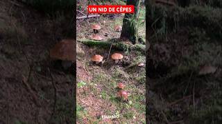 Gros nid de Cèpes 2024  champignons cepes asmr nature mushroom shorts [upl. by Caron]