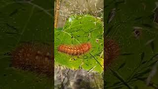 Silmäiltayökkösen Acronicta auricoma toukka olettaisin toukka luonto metsä metsässä luonto [upl. by Ellen949]