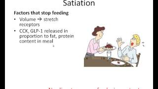 Regulation of Satiety and Satiation [upl. by Cozza]