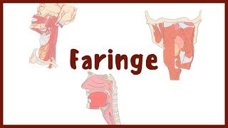 ANATOMÍA  Faringe Nasofaringe Orofaringe y Laringolaringe  BLASTO [upl. by Atir]