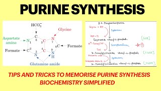 Purine metabolism Purine synthesis pathway Purine synthesis mnemonics  Biochemistry  MBBS 1st yr [upl. by Leontine]