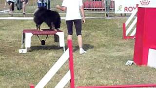 CAIJA Berger Finnois de Laponie manche 1 agility cat B [upl. by Ardie]