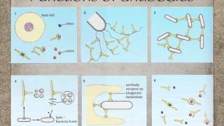 AS level J3 antibodies and antigens Ms Cooper [upl. by Lashonda742]