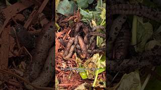 How To Build Your Own Worm Farm composting poop for the garden🌱 [upl. by Hermon]