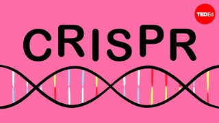 How CRISPR lets you edit DNA  Andrea M Henle [upl. by Priscilla]