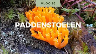 Natuur Weetjes voor kinderen Vlog 16 paddenstoelen [upl. by Firestone]