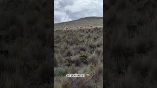 vicuñas en el campo vicuña naturaleza animalesincreibles peru paisajes shorts [upl. by Jim428]