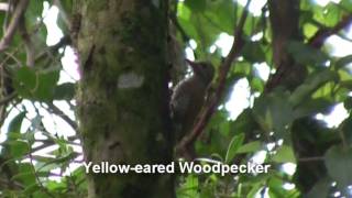 Birds of Brazil  Woodpeckers Woodcreepers Foliagegleaners [upl. by Jurkoic]