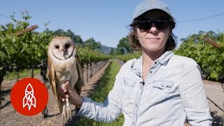 Barn Owls The Secret Saviors of Napa Valleys Vineyards [upl. by Dihgirb]