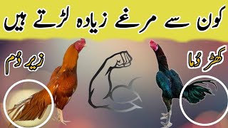 Kharduma aseel murga ki pehchan  Zair Dum murga ki pehchan  Kharduma murga vs Zair Duma murga [upl. by Howlyn]