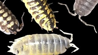 Porcellio ornatus Isopods 4 Different Types [upl. by Choo695]