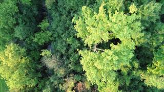 Drone looking straight down view over some trees test flight [upl. by Arezzini]