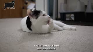 Japanese Bobtail cat care and characteristics [upl. by Lincoln]