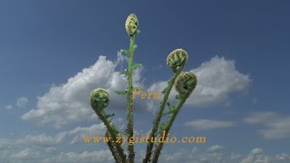 Timelapse of Fern Plant Unroling New Fronds [upl. by Leban729]