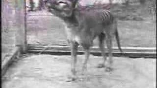 Last Tasmanian Tiger Thylacine 1933 [upl. by Nylarad]