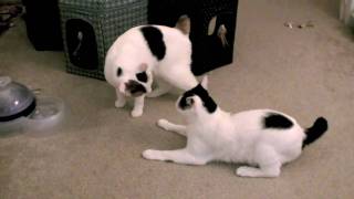 Japanese Bobtails Mochi and Manju  Fighting [upl. by Thorman]