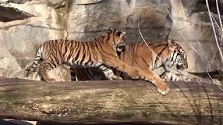 Spielstunde bei Familie Tiger im Tierpark Berlin am 30 01 [upl. by Retsim]