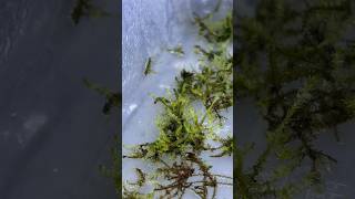 Emersed Java Moss Setup Growing Java Moss out of Water aquariumplants javamoss plantgrowth [upl. by Rab]