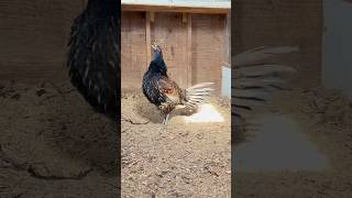 Chicken x Pheasant hybrid rooster crowing [upl. by Hilel]