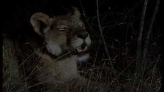 Two male nomads lions kills lonely lioness with broken leg [upl. by Methuselah]