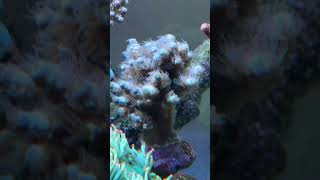 Hairy Tenuis acropora tenuis reeftank coral sps aquarium 산호항 수조 해수어항 해수어 아크로포라 [upl. by Abehsile26]