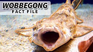 Wobbegong facts the CARPET SHARK 🦈 Animal Fact Files [upl. by Nayllij]