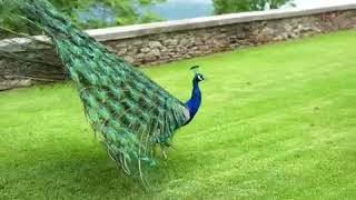 peacock enjoy rainy season with peacock dance [upl. by Rosenthal930]