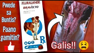 How to USE BRAVECTO for DogsPwede sa buntis  Effective ba How to Treat Tick amp Flea Infestation [upl. by Uaerraj]