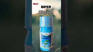 🌽Bayer oberon insecticide  Spiromesifen 229 SC [upl. by Elna499]