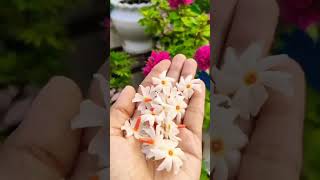 Plant Hindi song gardening love plantlover music ytshorts [upl. by Supmart131]