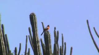 Birds of Venezuela Venezuelan Troupial [upl. by Aidiruy]