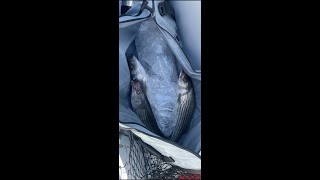 Rockfishing Striped Bass the Patuxent River Maryland Nov 4 2023 [upl. by Bate875]