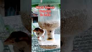 Bird GAURAIYA  daily life routine work in india [upl. by Muire]