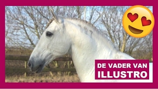 20 jarige Lusitano hengst Quilo  snuitable [upl. by Esilrahc]