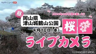 🌸桜ライブカメラ🌸岡山県 津山城鶴山公園 2024年4月10日水 [upl. by Imhskal662]