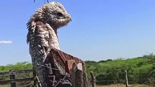 The great Potoo is one wiredlooking bird Nyctibius griseusThis bird looks like a demon [upl. by Ellekcim]