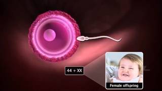 Grade12 Fertilisation amp Implantation2 [upl. by Atiuqan615]