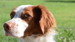 Brittany Dogs Soaring to New Heights in the World of Frisbee [upl. by Aken]