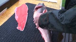 How to fillet a salmon and remove the pin bones [upl. by Ycrem927]