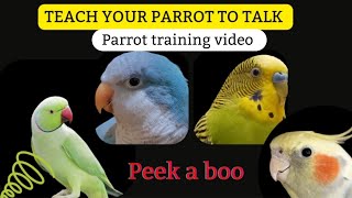 Teach Your Parrot to Talk  Peeka boo  Parrot Teaching Video  Quaker Parrot Talking [upl. by Cyril]