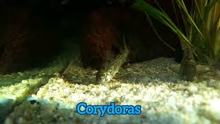 Corydoras Paleatus [upl. by Crandale]