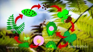 Life Cycle Of Fern Plants  Pteridophyte life cycle 🌿 [upl. by Anastasio567]