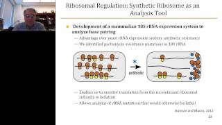 Vincent Mauro  Regulation of mRNA translation by ribosomes [upl. by Reckford]