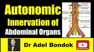 Autonomic Innervation of the Abdominal Organs Dr Adel Bondok [upl. by Yelsnik]