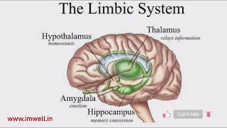 The Limbic System limbicsystem Brain Emotions [upl. by Annoyik]