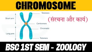 Chromosome Structure and Function Notes in Hindi  BSC 1 SEMESTER  ZOOLOGY [upl. by Favien]