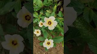 Turneria Subulata Flower 😍 Looks Unreal 🌺 Turneriasubulata buttercup shortsvideo shorts short [upl. by Piggy491]