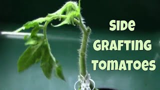 How I Side Grafted Larger Sized Tomato Plants Step by Step [upl. by Merow343]